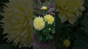 Открываем сезон георгин .? Георгин AC William ?