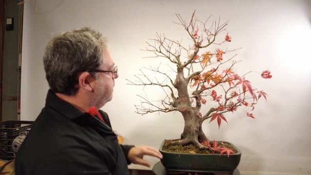 Fall work on Deciduous Bonsai смотреть онлайн