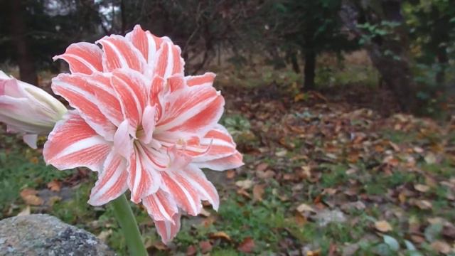 Hippeastrum `Dancing Queen` смотреть онлайн
