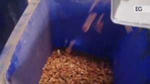 Линия переработки ореха AWT-500 - участок снятия и сепарации скорлупы