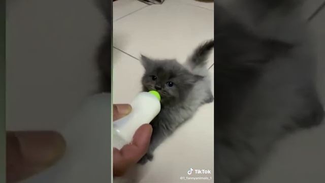 Домашние животные. ржачные приколы посмотрите. смех до слез. 21 часть