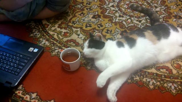 Кошка пьет чай смотреть онлайн