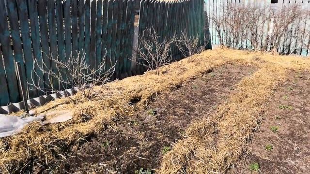 Обрезка и подкормка клубники. Посев фацелии в грядки под морковь. смотреть онлайн