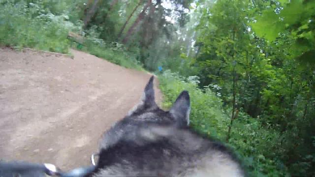 Пес оператор. SJ5000 plus смотреть онлайн