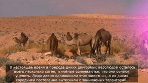 Звуки верблюда: какие звуки издаёт верблюд