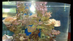 Экскурсия в Клайпедский морской музей-аквариум..