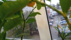 Вариант освещения цитрусового балкона в осенне-зимний период.