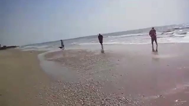 Щенок уиппета резвится на пляже | Лучшие породы борзых | Собаки-компаньоны, охотники и спортсмены
