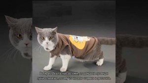 Одежда для кошек: выкройка и шитье своими руками