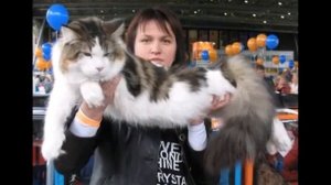 КОШКИ ГИГАНТЫ.САМЫЕ БОЛЬШИЕ ДОМАШНИЕ КОШКИ.ТОП САМЫХ БОЛЬШИХ КОШЕК МИРА.МЕЙН КУН СУПЕР КОШКИ.