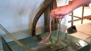 Миксина завязывается в узел