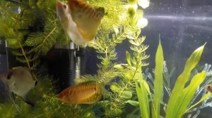 Бой самцов гурами)