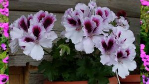 Герань или Пеларгония: история и легенды.