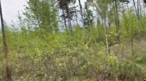Озера Кщара. Пеший поход. Клязьминско-Лухский заказчик.