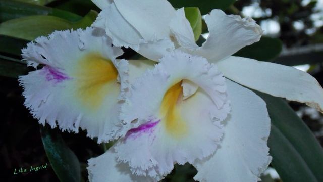 Редкие виды орхидей смотреть онлайн