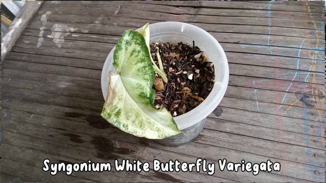 Rarest Syngonium ?! Syngonium White Butterfly Variegata #syngonium