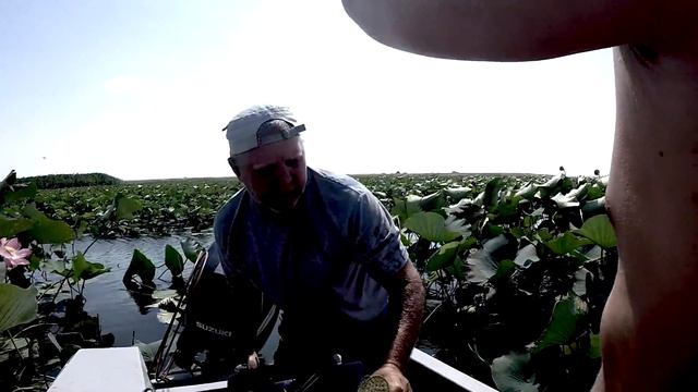 Долина лотосов в Ахтанизовском лимане (начало). И снова жёсткий троллинг. смотреть онлайн