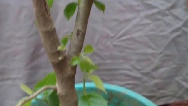 My Tree Update after 10 days смотреть онлайн