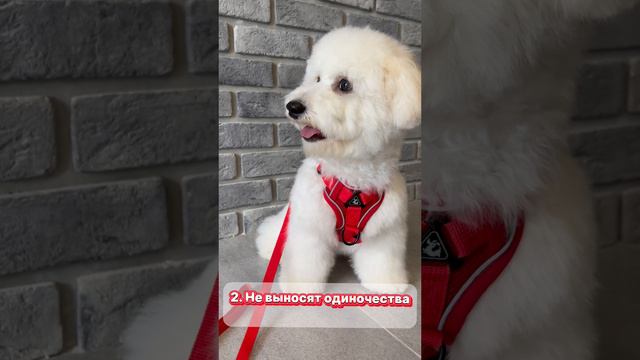 5 фактов о бишонах фризе 🐶