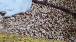 Влог : по квартире бегают огненные кролики ! Покупки для питомцев ! Как дела у животных !