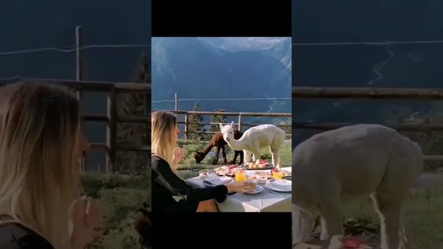 Завтрак в компании альпак в отеле Chalet Al Foss Alp Resort 🦙