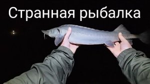 Станная рыбалка карп/осетр