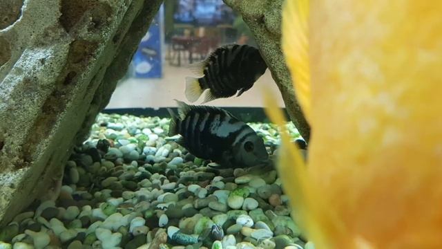 рыбы в аквариуме в Иркутске. смотреть онлайн