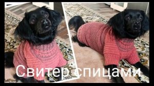 Как связать свитер для собаки, любого размера. Лёгкий способ. Сможет любой.