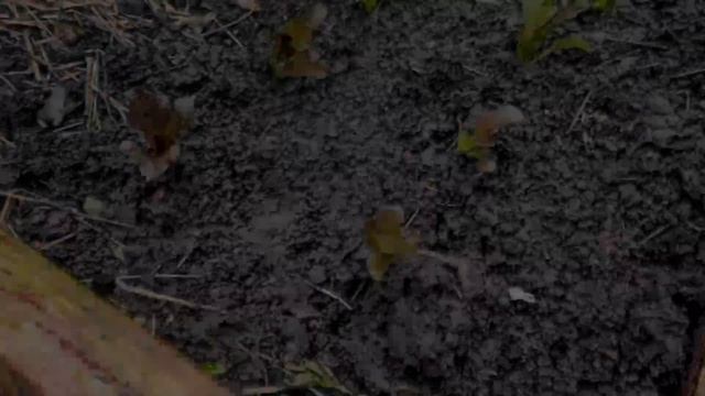 Соседи подадут на меня в суд если отрежу лишнего, но я знаю что делаю смотреть онлайн