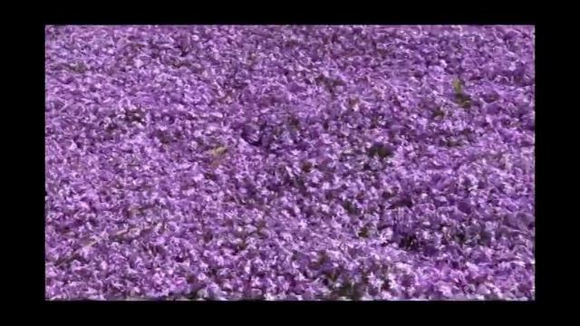 How to Grow and Care for Phlox Video смотреть онлайн