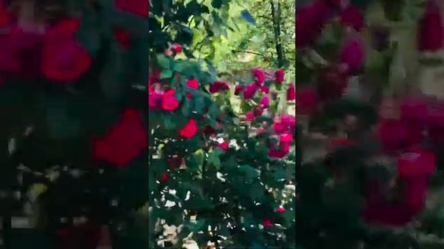 IMG 0371 смотреть онлайн