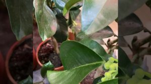 Citrus Grape Pink, Citrus Paradisi Rosa, Pompelmo Rosa, грейпфрут/помело розовый