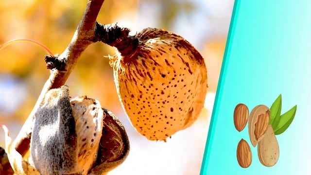 Викторина про орехи на 2 минуты для детей. ? Отгадываем орешки. Часть 1.