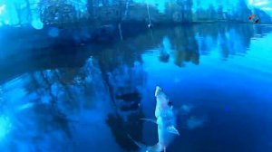 Рыбалка в Подмосковье, Ловля плотвы на поплавочную удочку, подводная съёмка. Fishing