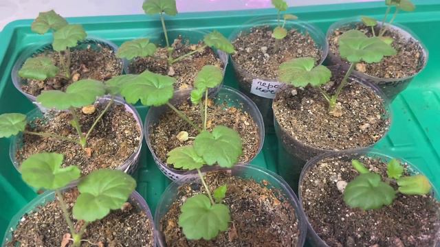 Выращиваю пеларгонию из семян. смотреть онлайн