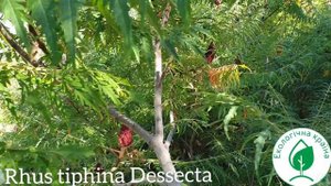 Сумах оленерогий Диссекта. Купить сумах. Rhus tiphina Dessecta. Обзор ЕКО-КРАЇНА Японский сад стиль