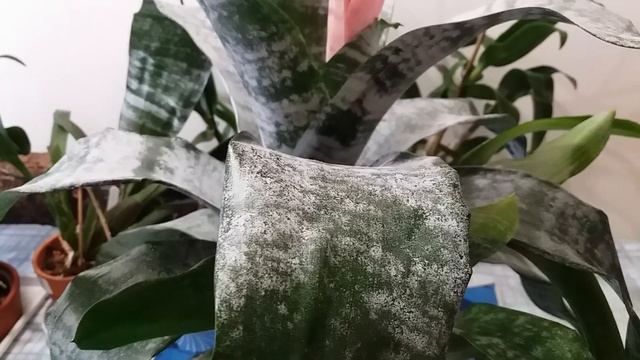 Бромелия Эхмея(Aechmea).Исправление: розовый- прицветник. смотреть онлайн