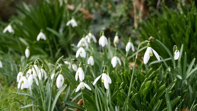 Snowdrops One of the first Flowers that Spring is on the wayสโนวดรอป ดอกไมสอสารของฤดใบไมผล