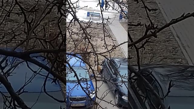 Сарока от бирает хавчик у сабаки смотреть онлайн