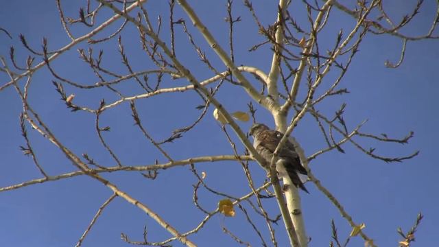 Ястреб перепелятник (Accipiter nisus) в городском парке смотреть онлайн