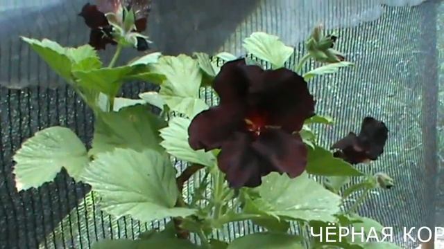 40 видов ГЕРАНИ-РАССАДА. В гостях у Хозяюшки на Семейной плантации смотреть онлайн