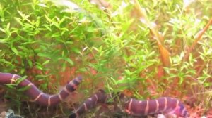 Акантофтальмусы - умелые санитары аквариума