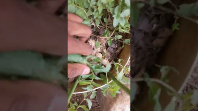 #village foods# gro to ginger plant at my home смотреть онлайн