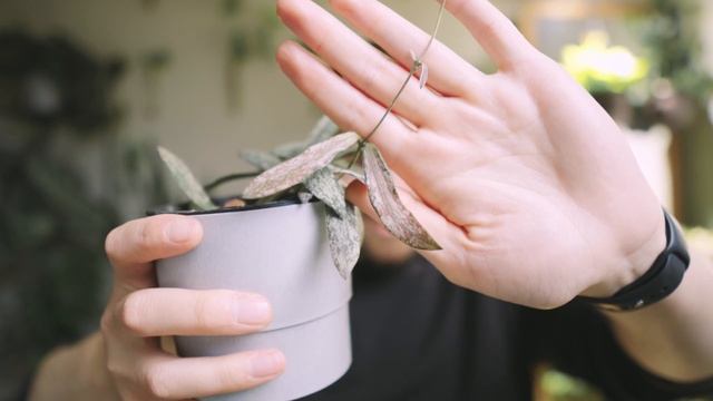 The BEST Hoya | Favorite Hoya in My Collection смотреть онлайн