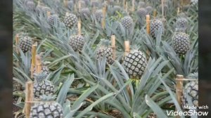 Как растут ананасы в природе. #Ананасвприроде