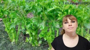 Хорошие соседи КАРТОФЕЛЯ и КЛУБНИКИ - залог ОТЛИЧНЫХ УРОЖАЕВ!