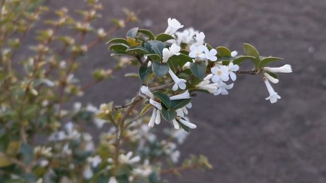 Fragrant hedge for 2021? Try Osmanthus x burkwoodii, a fragrant hedging plant with a citrus scent смотреть онлайн