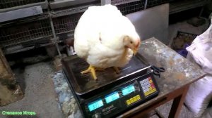 Бройлеры. Забой птицы 47  сутки Взвешивание С первых суток до забоя часть 20