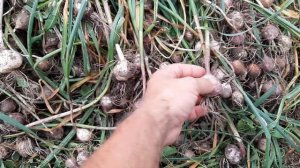 Чеснок почти созрел. Выкопал однозубку