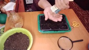 ОВСЯНИЦА ДЕКОРАТИВНАЯ СИНИЧКА, ПОСЕВ НА РАССАДУ.